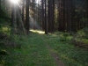 Sonnenstrahlen durch Waldbume.jpg