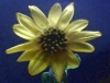 3 Sunflower.jpg