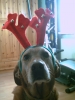 Es weihnachtet.jpg